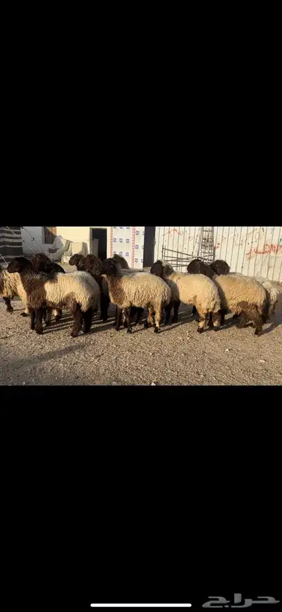 جذعات نعيم صنف 0