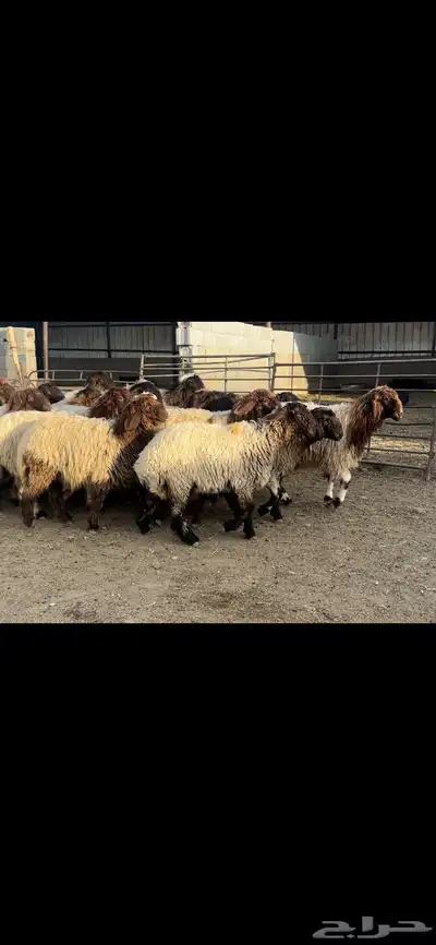 جذعات نعيم صنف 1