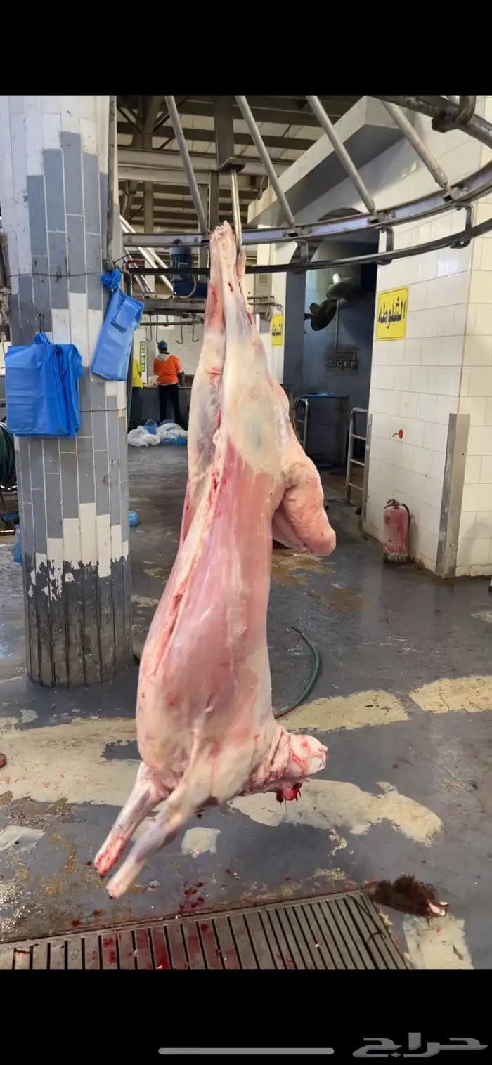 بيع اغنام متوفر تقسيط تابي تقسيط تمارا 3