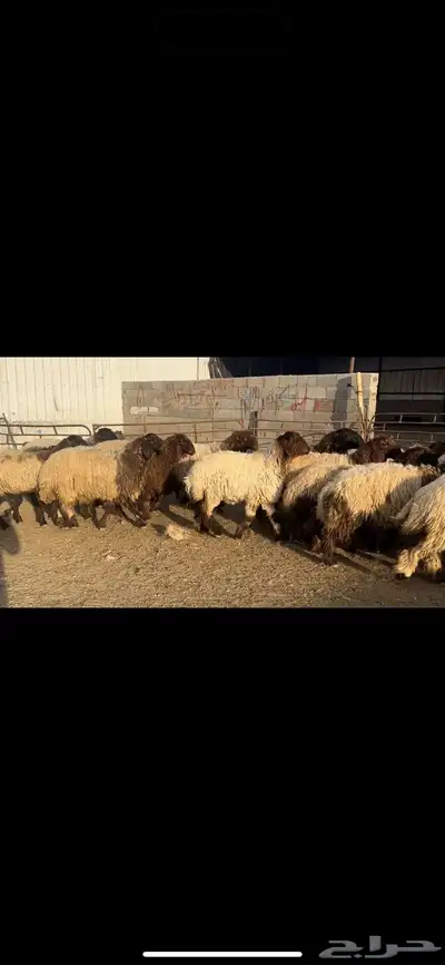 جذعات نعيم صنف 4