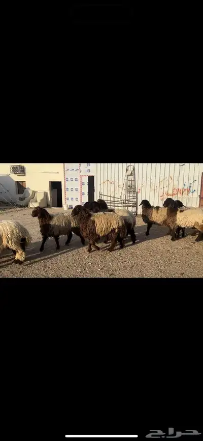 جذعات نعيم صنف 6