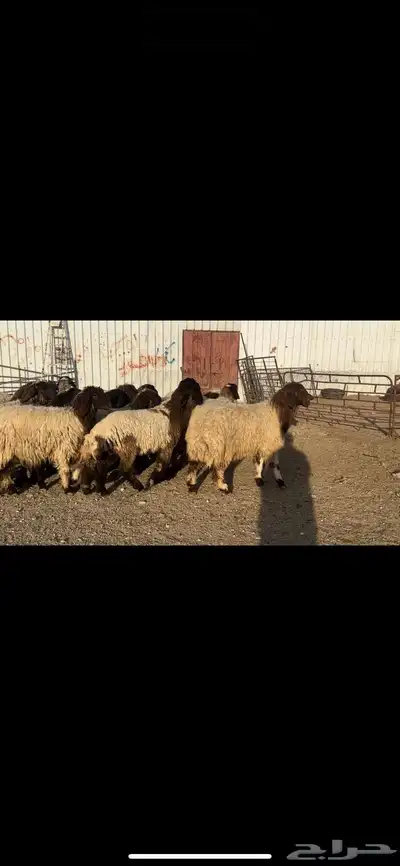 جذعات نعيم صنف 7