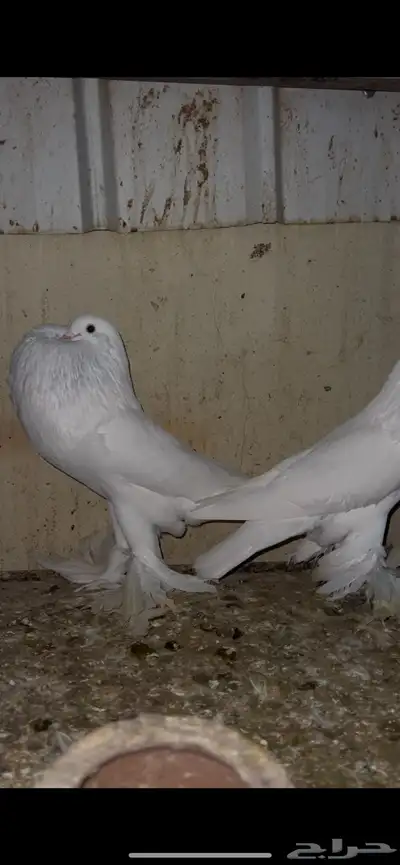 ازواج نفاخ 1