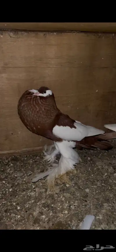 ازواج نفاخ 6