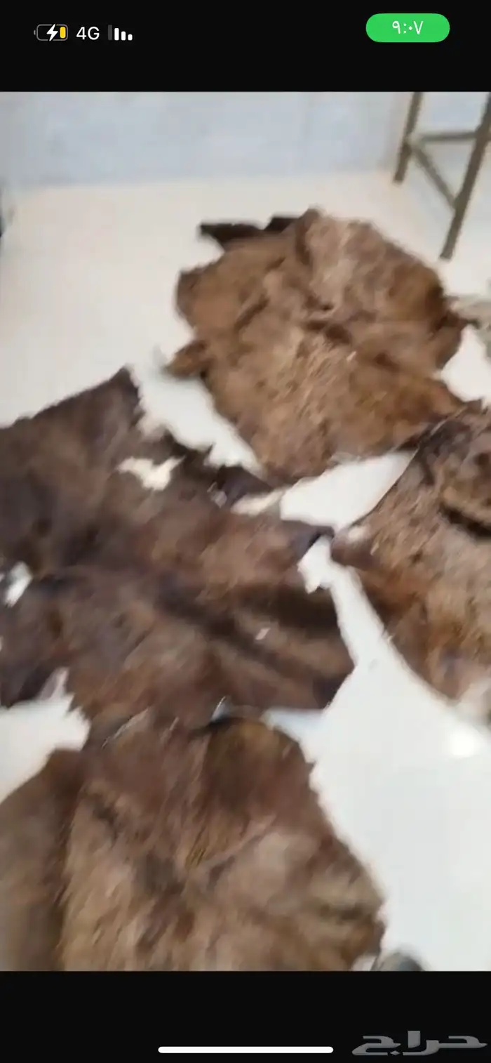 جاعد لبيع 10