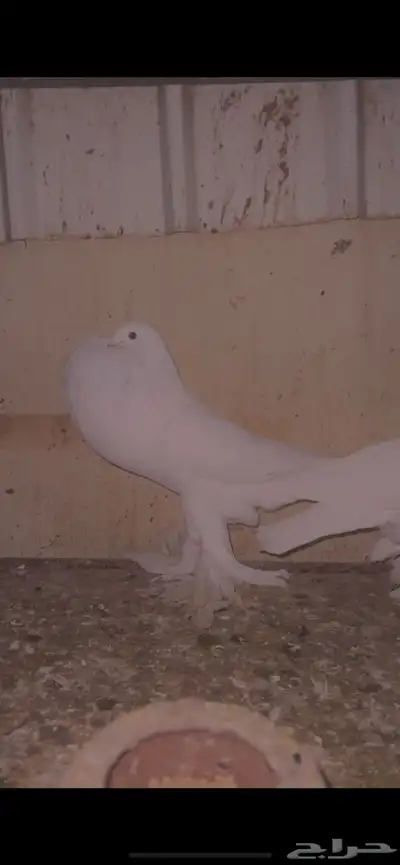ازواج نفاخ 2