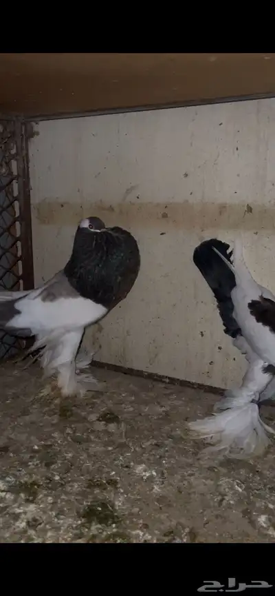 ازواج نفاخ 3