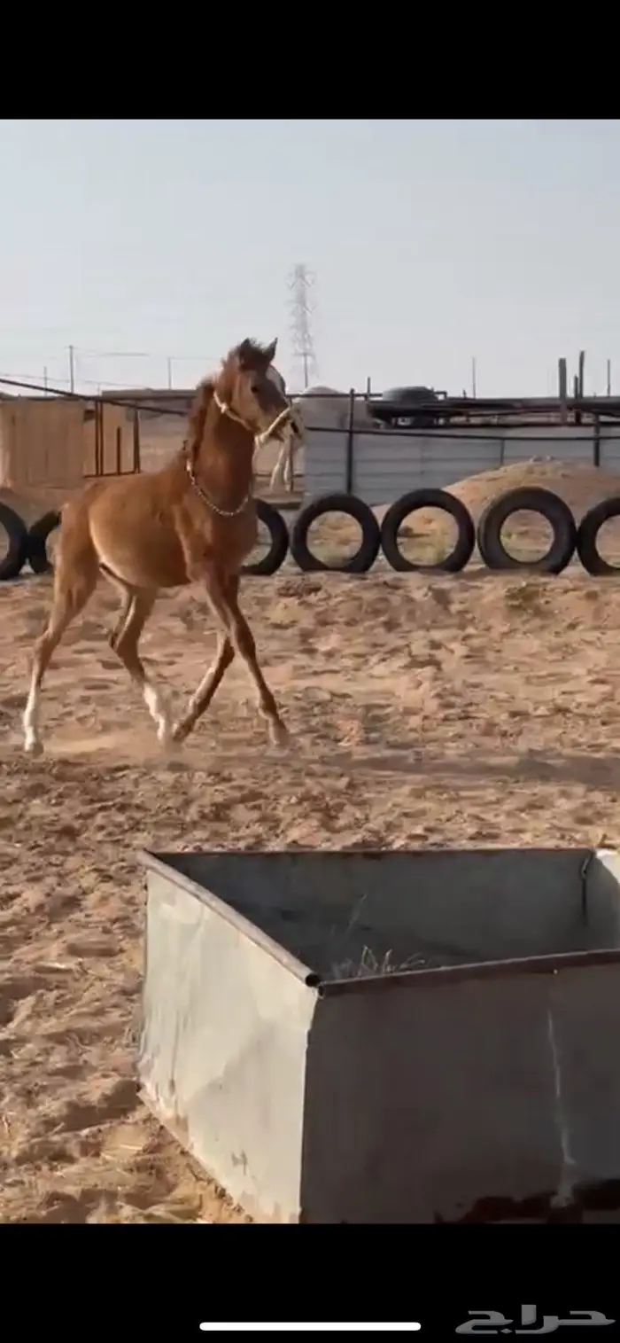 مهر شعبي 0