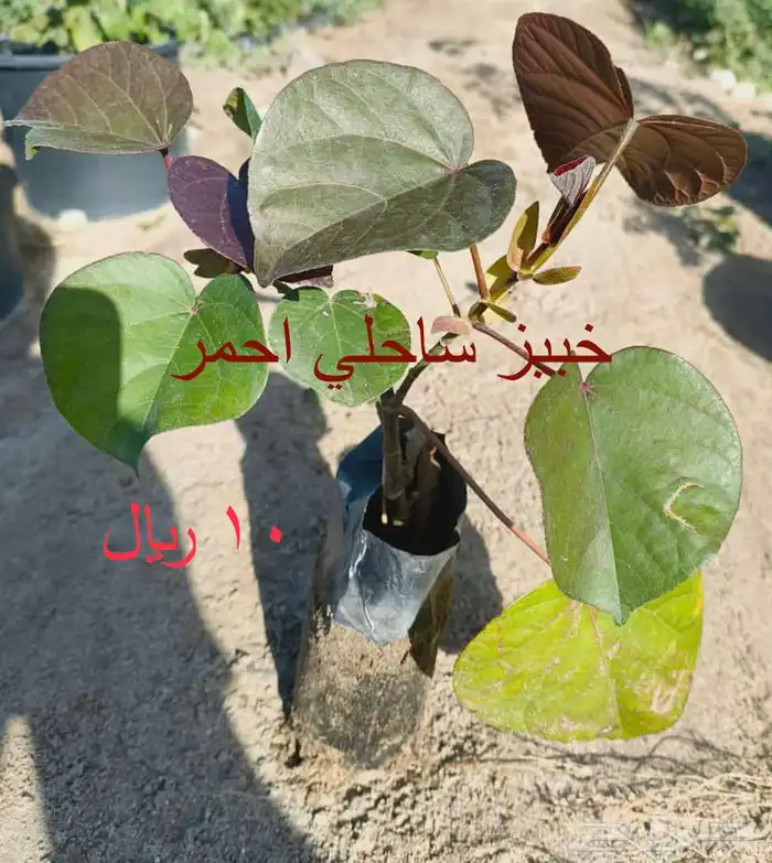 شتلات منوعه بأرخص الاسعار وأجود المواصفات (2-5-8-15-25-...) 4