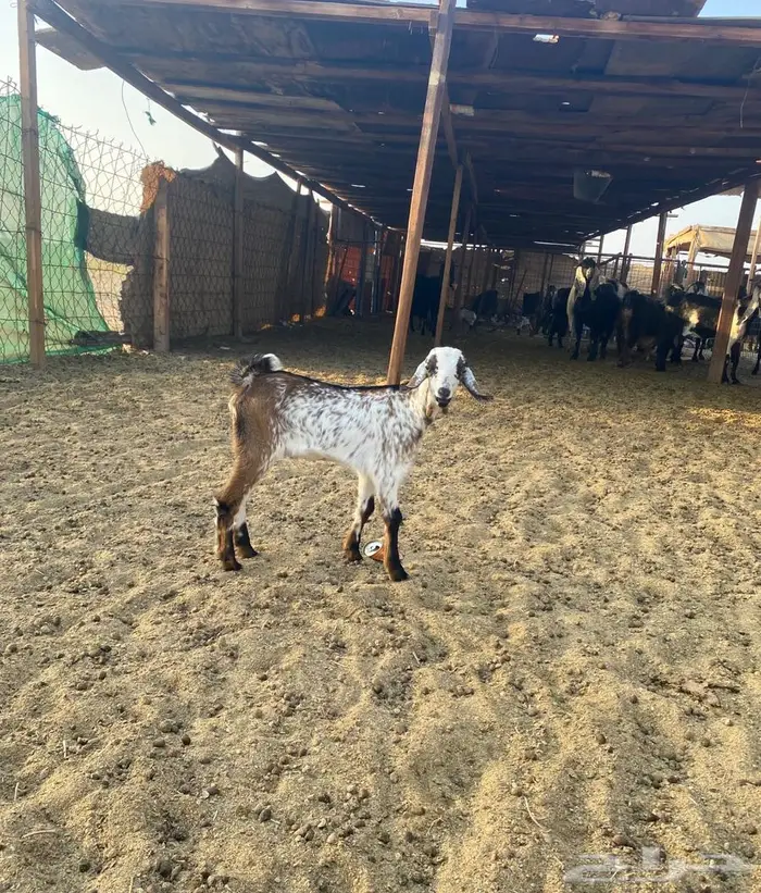 تيس داغور 3
