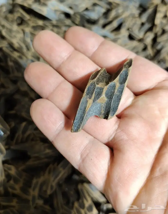 عود تايجر فيتنامي بيور 0