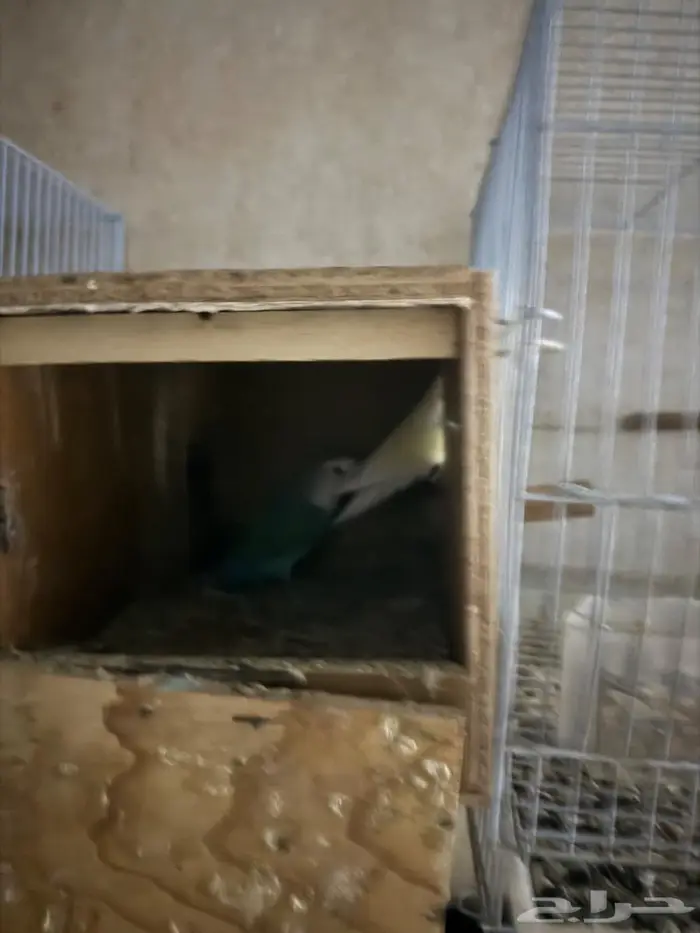 زوج روز منتج شرط 1