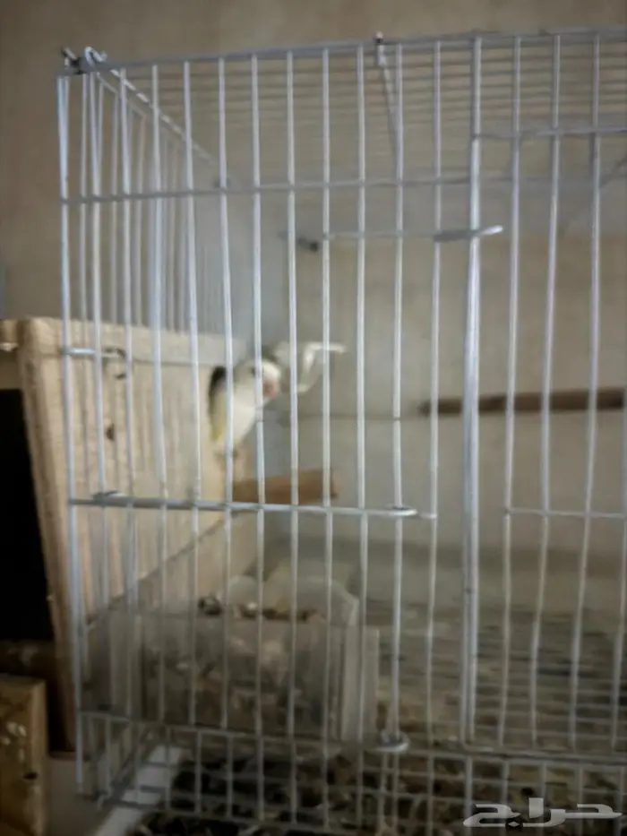 زوج روز منتج شرط 3