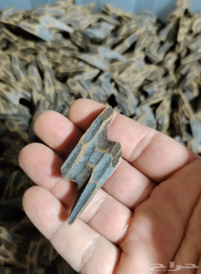 عود تايجر فيتنامي بيور 1