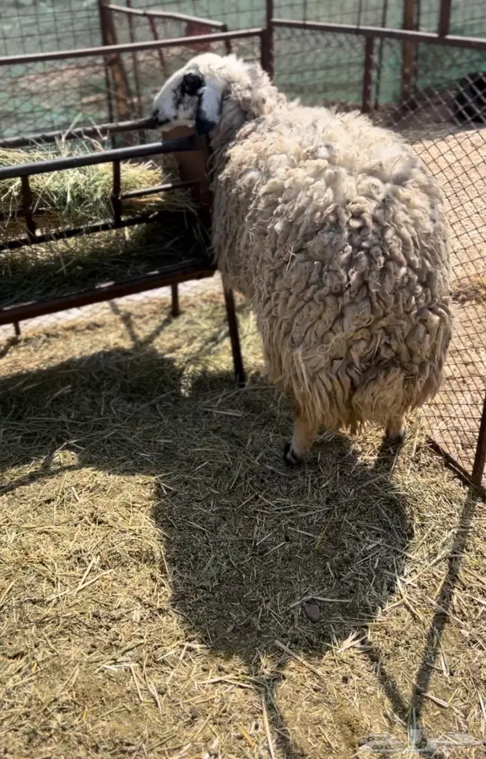 رخل جذعه هجين جبر ناهي 2