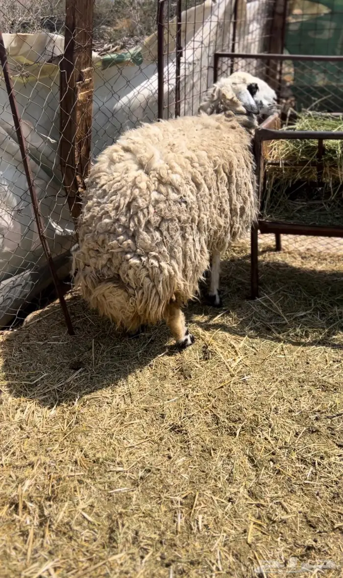 رخل جذعه هجين جبر ناهي 3