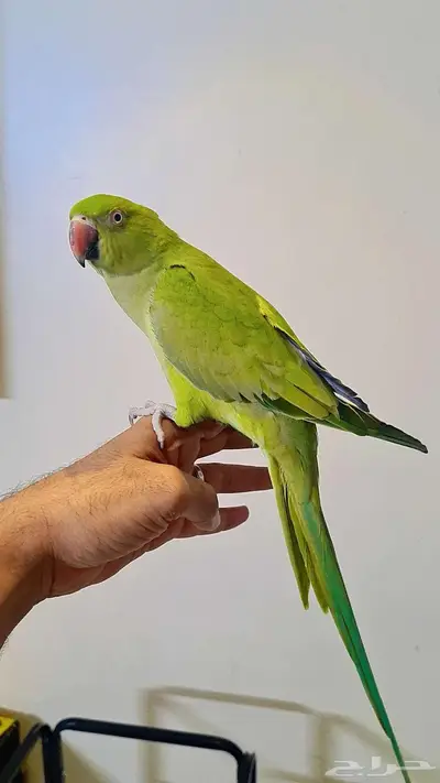 أنثى دره أليفة 0