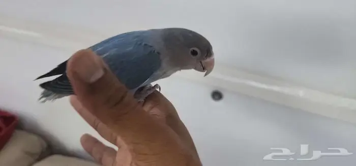 روز اليف مناسب للصغار والكبار 5