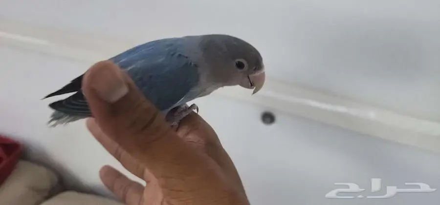 روز اليف مناسب للصغار والكبار 5