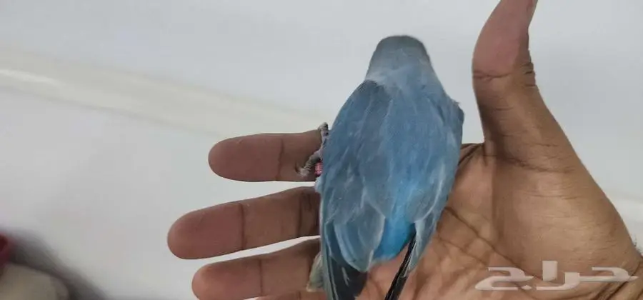 روز اليف مناسب للصغار والكبار 3