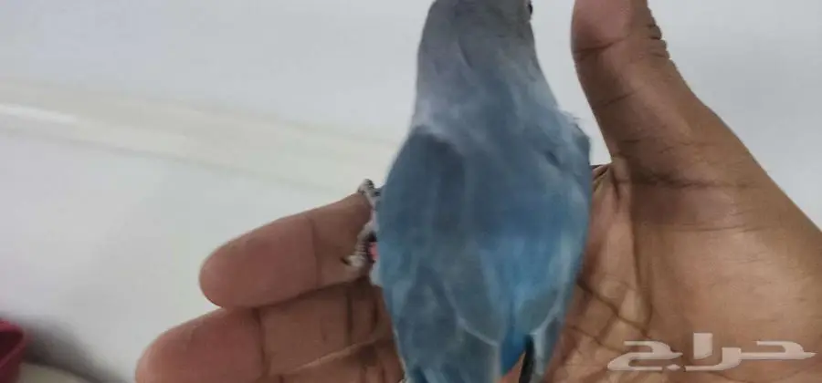 روز اليف مناسب للصغار والكبار 0