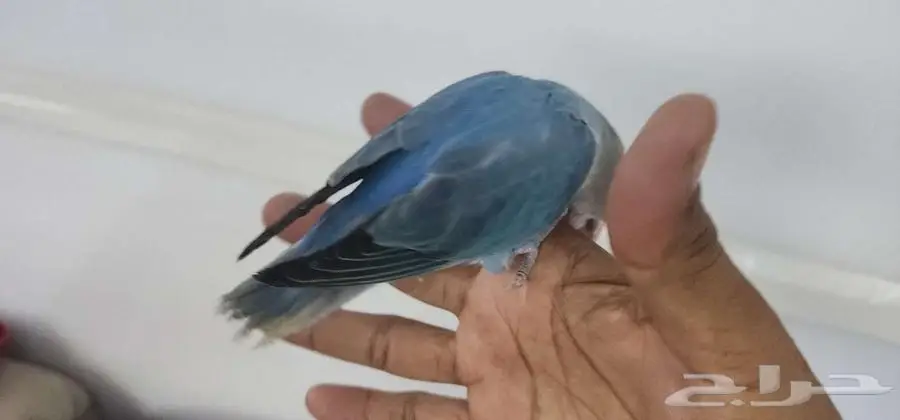روز اليف مناسب للصغار والكبار 1