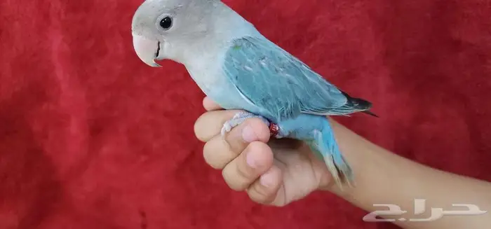روز اليف تركوازي 2