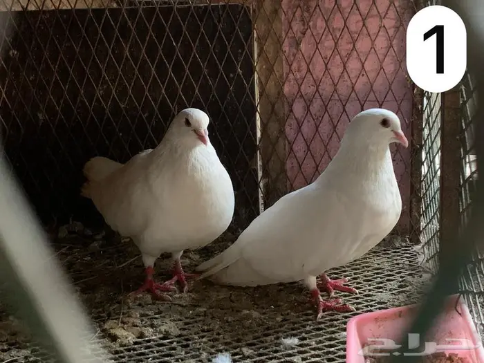 للبيع حمام فرنسي ملكي فاخر 1