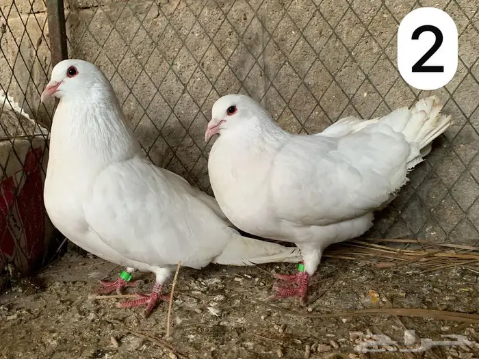 للبيع حمام فرنسي ملكي فاخر 3