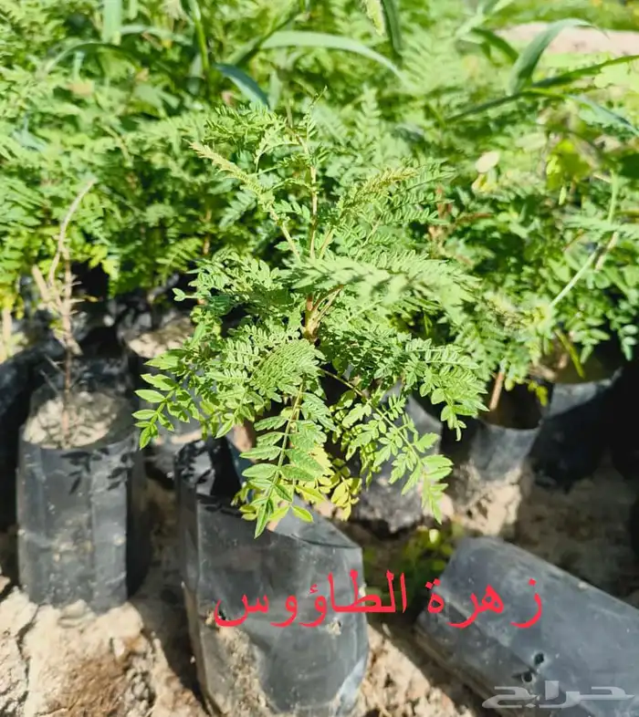 شتلات منوعه بأرخص الاسعار وأجود المواصفات (2-5-8-15-25-...) 6