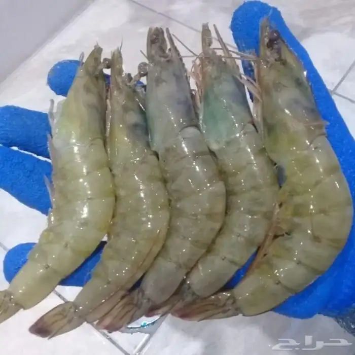ربيان و سمك قاروص فيليه و حبار كلماري بلدي على الطلب 0