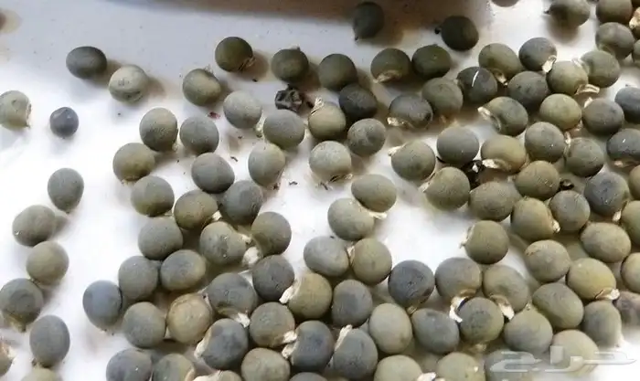 بذور بامية حساويه 0