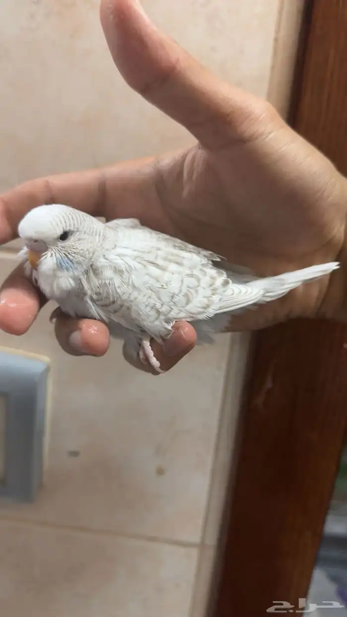 للبيع فروخ طيور حب 0