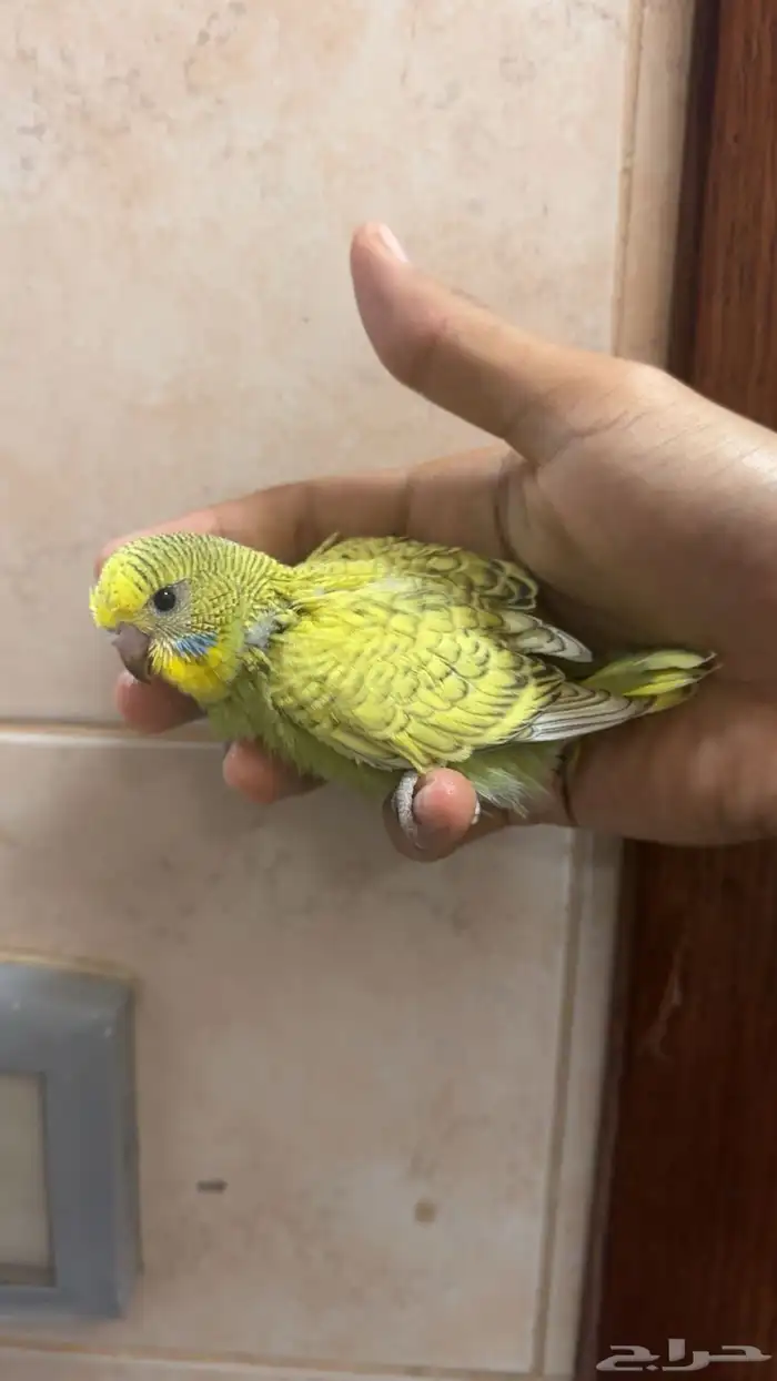 للبيع فروخ طيور حب 1