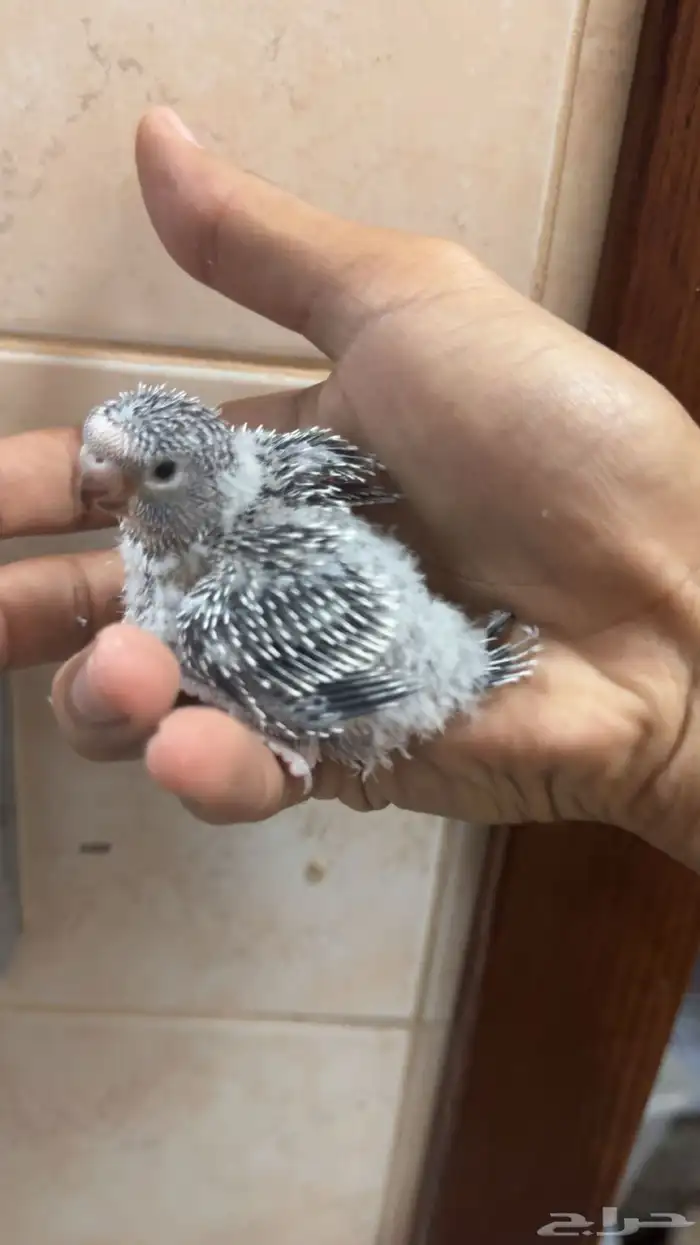 للبيع فروخ طيور حب 5