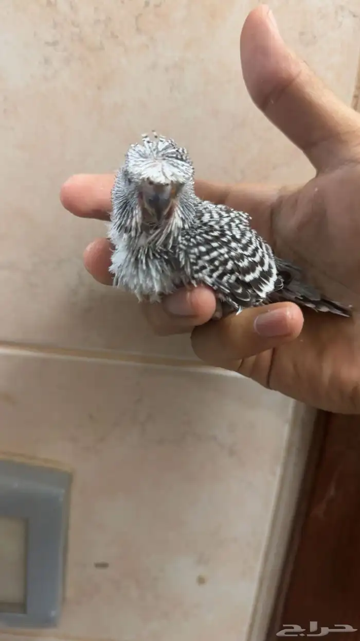 للبيع فروخ طيور حب 4