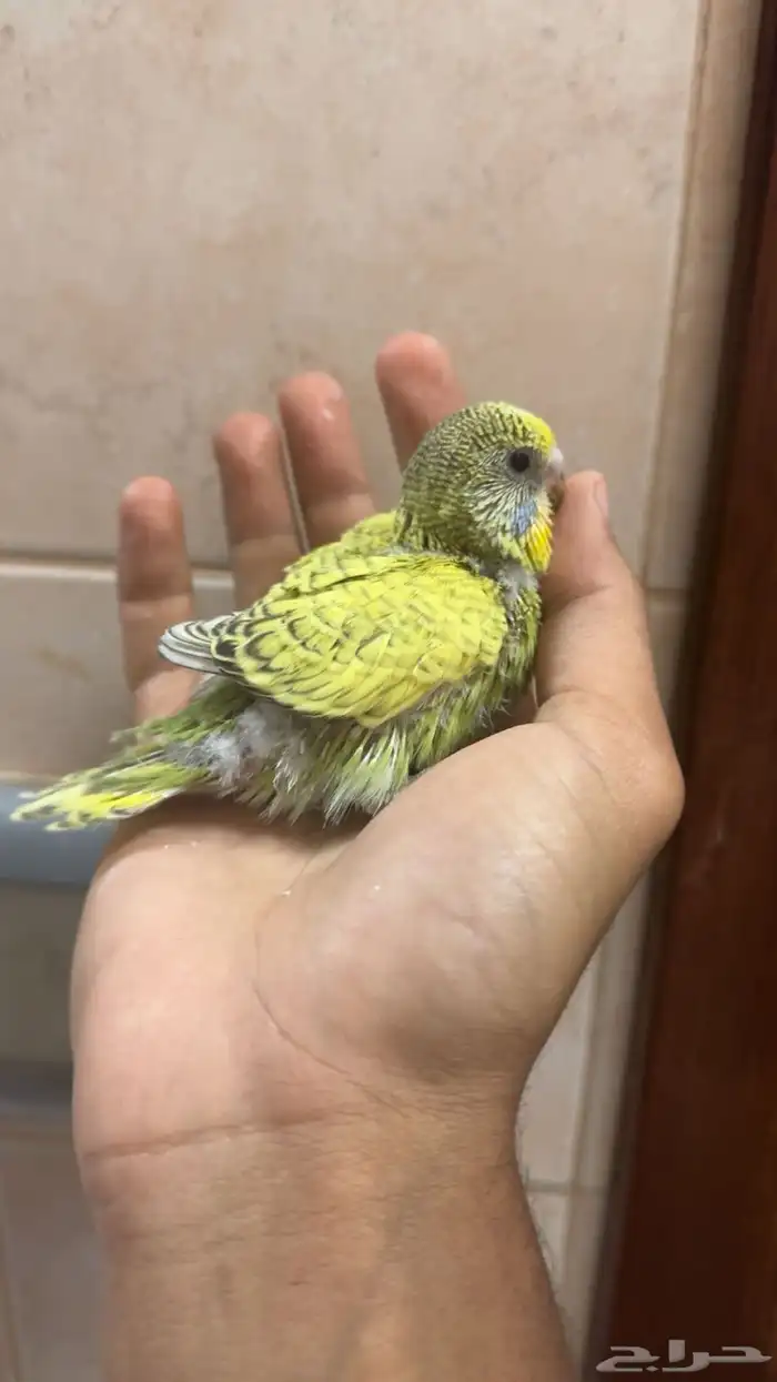 للبيع فروخ طيور حب 2