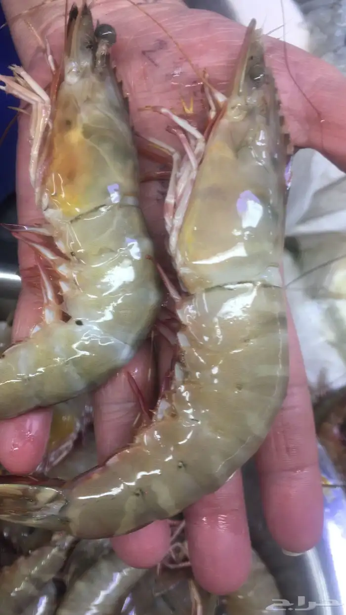 سمك بحري طازه 8