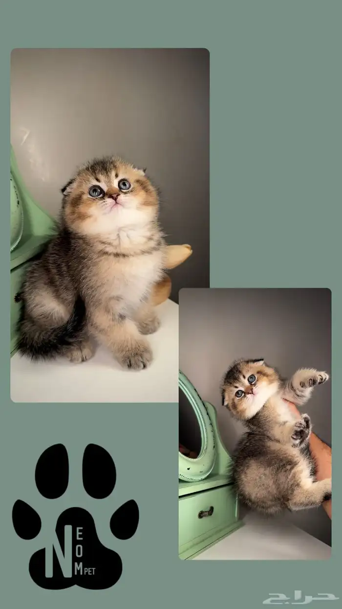 سكوتش فولد كيتن ستريت انثى ذكر قطط للبيع الرياض شيرازي قطه 2