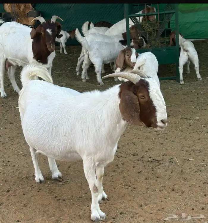 ماعز بور قوت اصيل 0