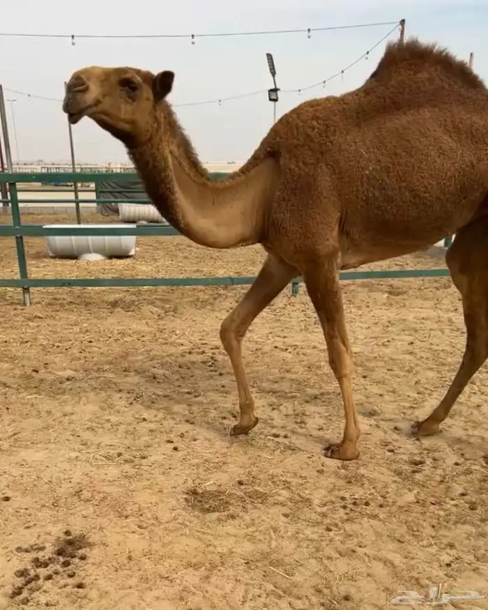 البكره الغرنوقيه المفروده ( تم البيع ) 0