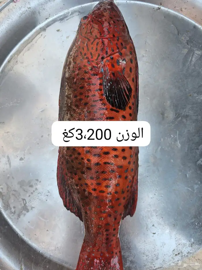 سمك بحري طازه 7