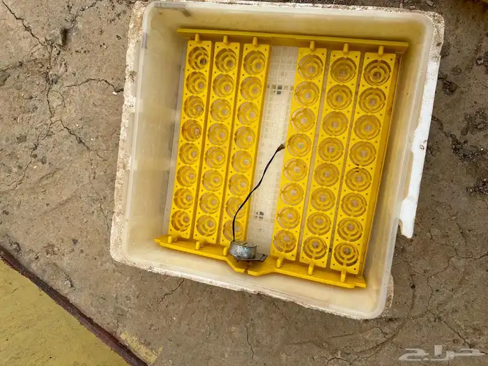 فقاسه للبيع محايل عسير 0