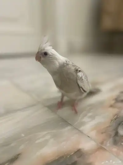 فروخ كروان الوان مميزه 3