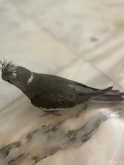 فروخ كروان الوان مميزه 6