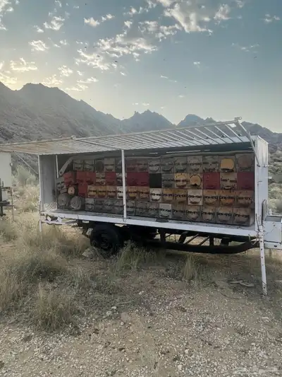 نحل للبيع 2