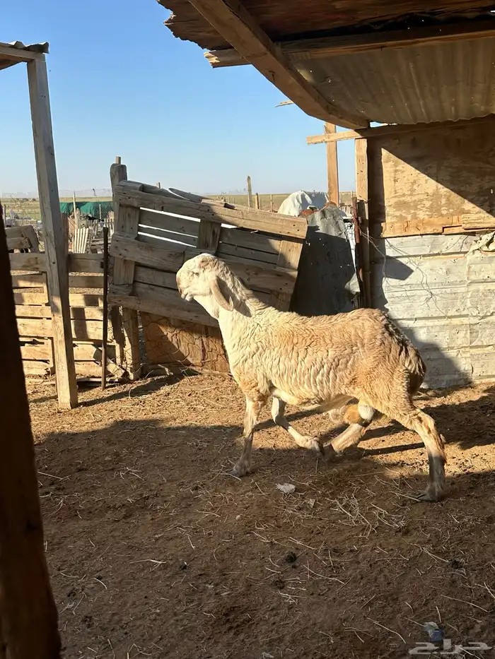 فحل سواكني فاخر 0