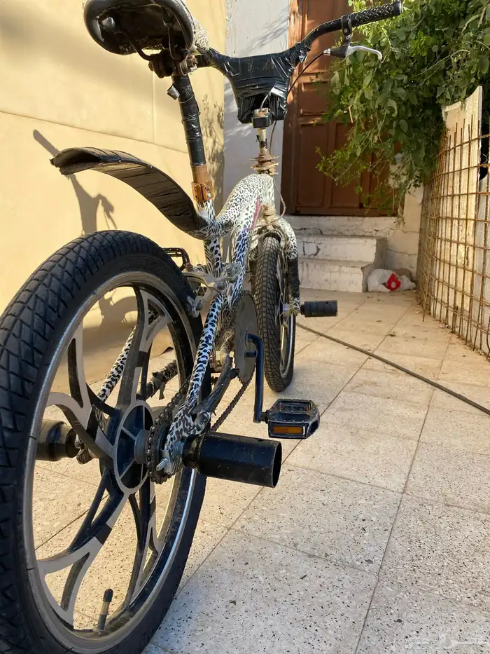 سيكل كوبرا النوع النمري من أندر أنواع الكوبرا 0