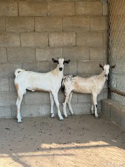تيس وعناق جذعان 1