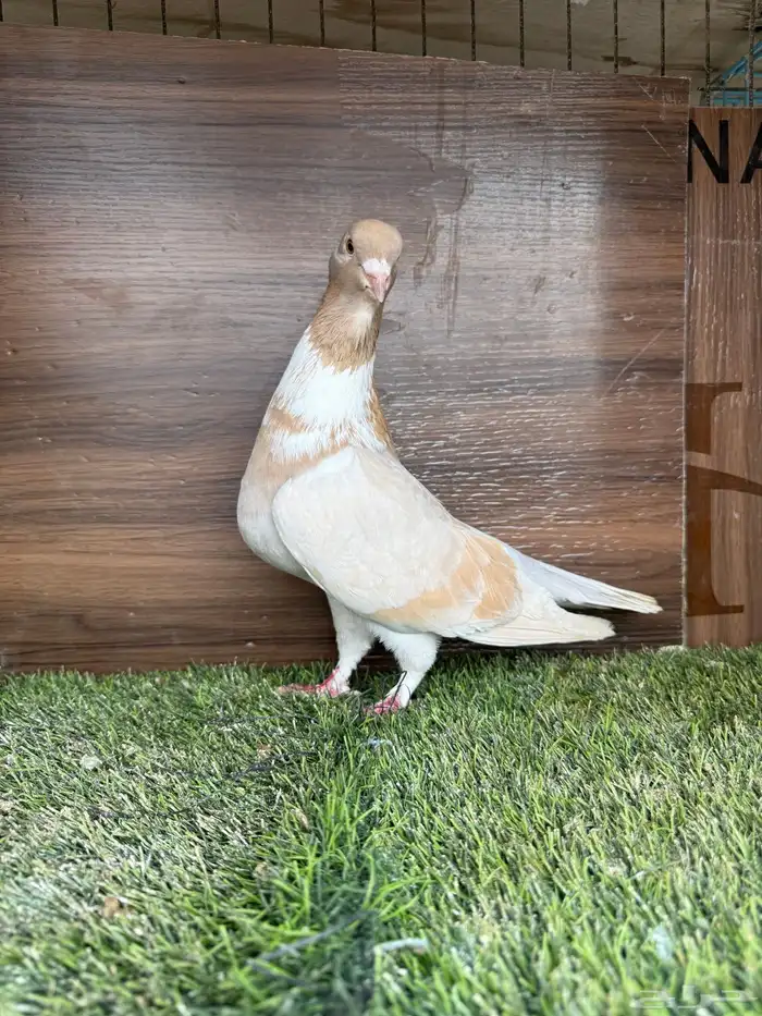 انثي أمازوني تم البيع 5